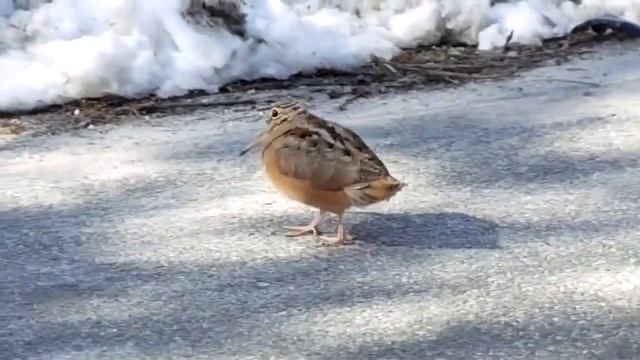 Птица вальдшнеп танцует сальсу смотреть онлайн