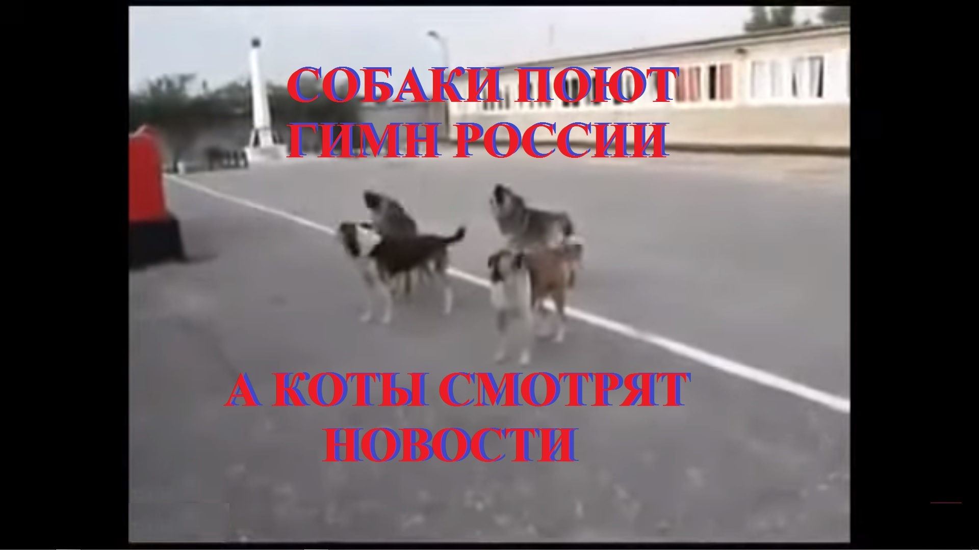 ДЕТИ,КОТ,СОБАКИ,НЕМЦЫ Поют и воют Гимн России смотреть онлайн