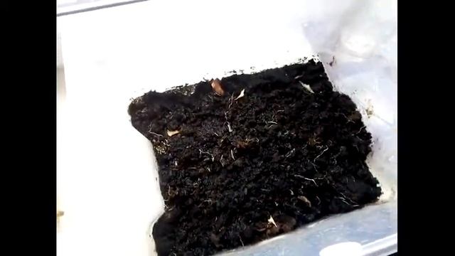 Выращивание зелёного лука на подоконнике от А до Я 2 сорта смотреть онлайн