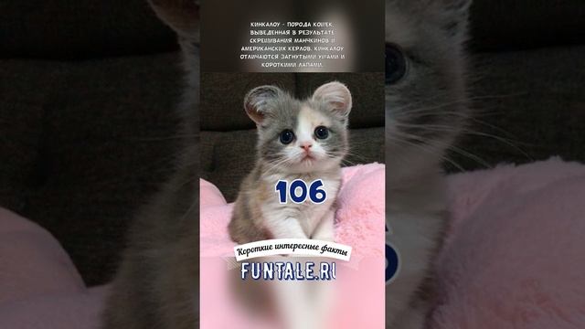 ПОРОДА КОШЕК КИНКАЛОУ - КОРОТКИЕ ИНТЕРЕСНЫЕ ФАКТЫ #106 смотреть онлайн