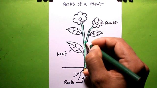 How TO Draw a plant/draw different parts of plant/plant drawing easy смотреть онлайн