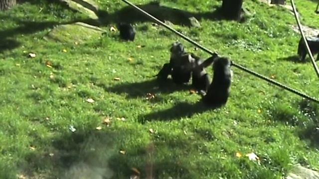 Обезьянки с детёнышем смотреть онлайн