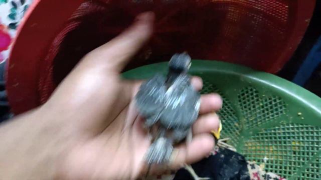 Shalik apkhi Bachha last 1 Pair available on Today Visit Haat Not available others birds смотреть онлайн