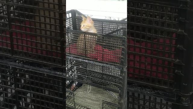 Домик - лежанка для котят, своими руками! смотреть онлайн