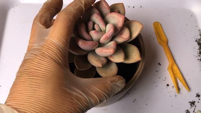 Succulent Repotting Featuring Graptoveria Opalina