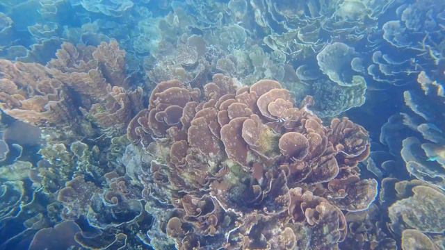 Coral Bay - Ningaloo Reef, Western Australia - 4K Ultra HD смотреть онлайн