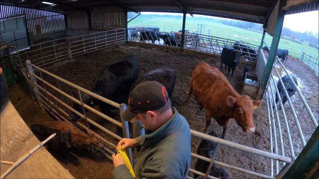 Tagging calves with protective cows!! 06 12 20 смотреть онлайн