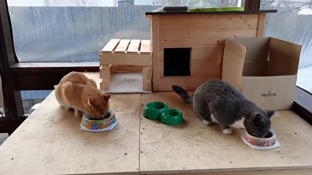 У Гусей пришла весна смотреть онлайн