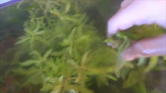 Прополочка аквариумных растений смотреть онлайн
