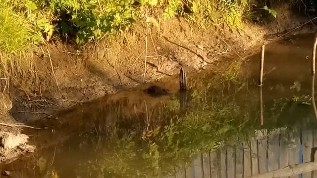 водяная крыса в деревенском пруду смотреть онлайн