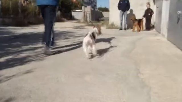 Щенок фокстерьера 7 месяцев. Занятия по хендлингу.wmv смотреть онлайн