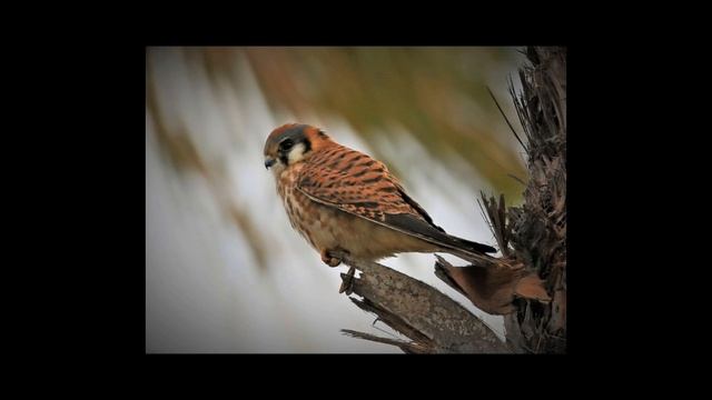 Factores Bioticos y Abioticos смотреть онлайн