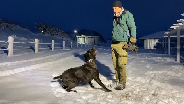 Кане Корзо Obedience Cane Corso Dog Playfull