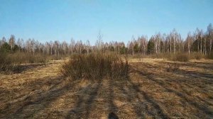 Нашли рога лося. Удача на нашей стороне. Апрель 2019.