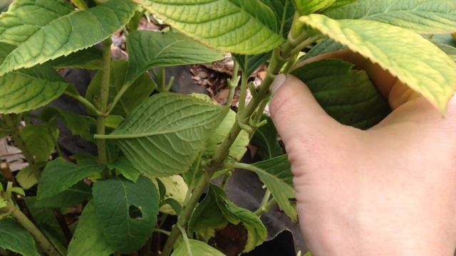 Укрываю гортензию на зиму смотреть онлайн