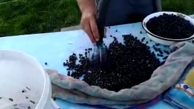 Перебрать чернику. Легко и быстро! смотреть онлайн