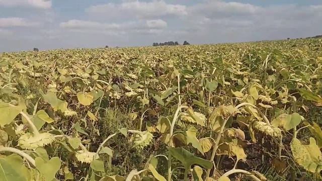 Стоит ли пахать землю.