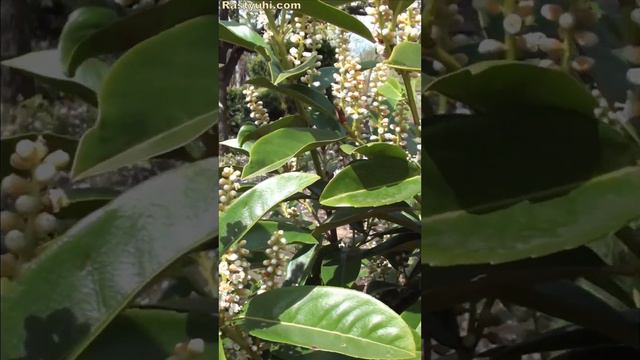 Лавровишня - цветет и пахнет))) смотреть онлайн