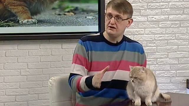 Как успокоить мартовского кота? смотреть онлайн