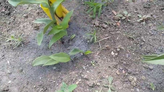 Подкормка ЛИЛИЙ для пышного цветения смотреть онлайн