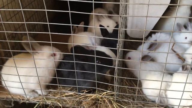 Окрол помесной рыжей крольчихи. Принесла 11 штук, оставил 8 штук. Обзор кроликов в хозяйстве. смотреть онлайн