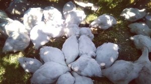 Содержание и кормление бройлеров на свободном выгуле. Вес бройлеров в 50 дней.