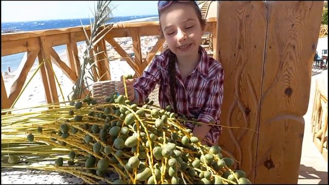 Загадочные плоды Пальм солнечного Египта смотреть онлайн