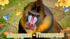 Мандрил - Пташечка|Шоу «Маска-4»|[2-Выпуск?]