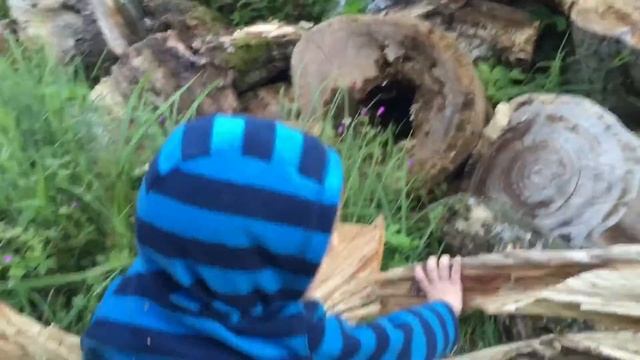 Гатчинский парк. Парк "Сильвия". Нагромождение коряг и симпатичные чудики. 09.08.2016, 20:32 смотреть онлайн