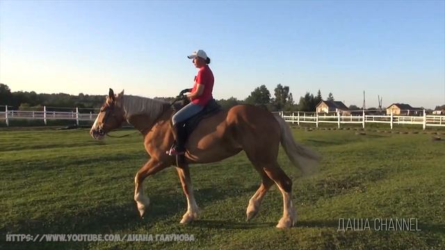 Походки лошадей. Что такое аллюр? Основные виды аллюра. Как передвигается лошадь? смотреть онлайн