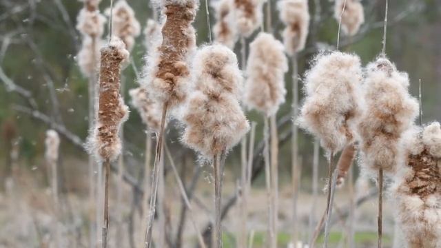 Звуки природы, пение птиц, для релаксации, сна, медитации, 30 минут #1 смотреть онлайн