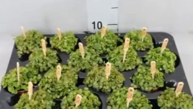 Зелёные комнатные растения смотреть онлайн