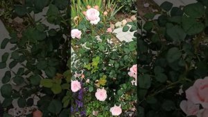 09 июля 2023 года. Цветение роз во Владимирской области. #розывсаду