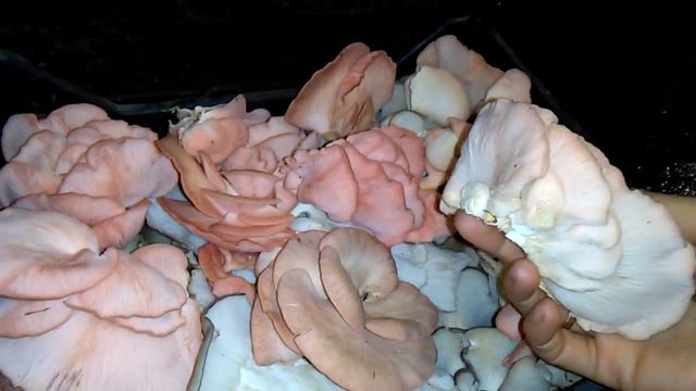 Розовая вешенка собираем урожай на улице смотреть онлайн