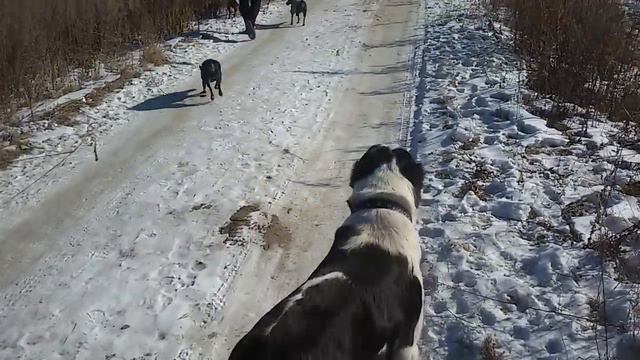 Бугай Алабай. Городские "злодеи" и Улан на совместной прогулке. смотреть онлайн