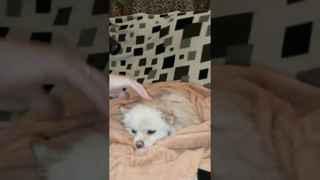 Купание шпица. Сушка феном шпица. смотреть онлайн