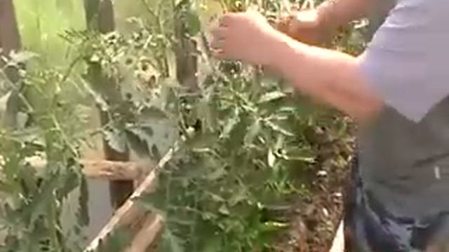 Лучшие (томаты) помидоры - Формирование кустов смотреть онлайн