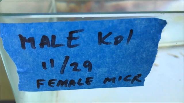 Tuxedo Koi Guppies x Yellow Micariff Cross, Part 2 смотреть онлайн