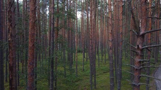 Орловское Полесье. Персеиды 2021 смотреть онлайн