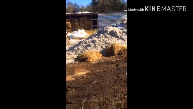 Откорм быков