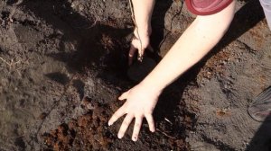 Три способа посадки саженцев шелковицы