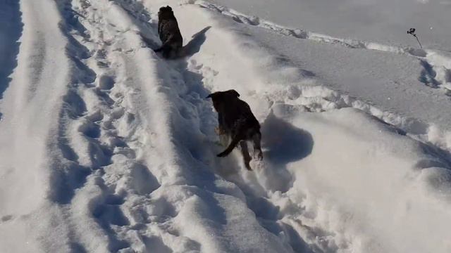 Ц-щенки 2,5 месяца (7) смотреть онлайн