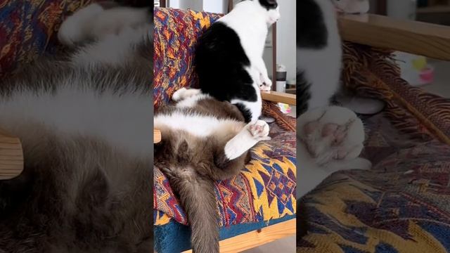 ?Чьё место? #shorts