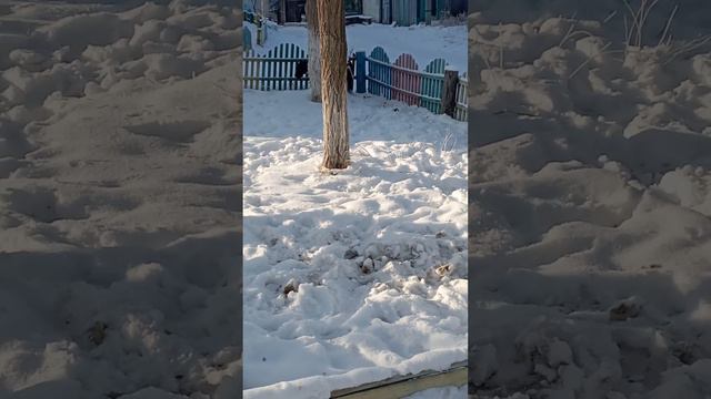 небольшая прогулка кане корсо смотреть онлайн