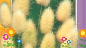 Зайцехвост . Краткий обзор: Зайцехвост описание характеристик, где купить семена