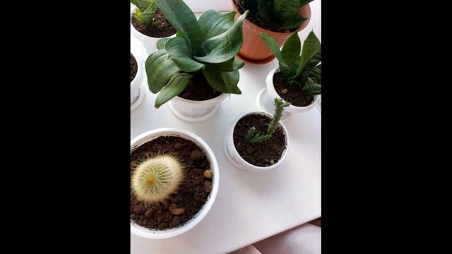 Домашние цветы