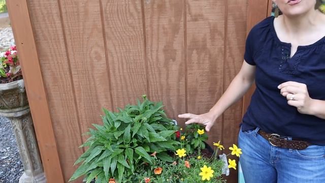 Trial Gardens Update & Nursery Tour | Gardening with Creekside смотреть онлайн