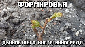Формировка двухлетнего куста винограда.
