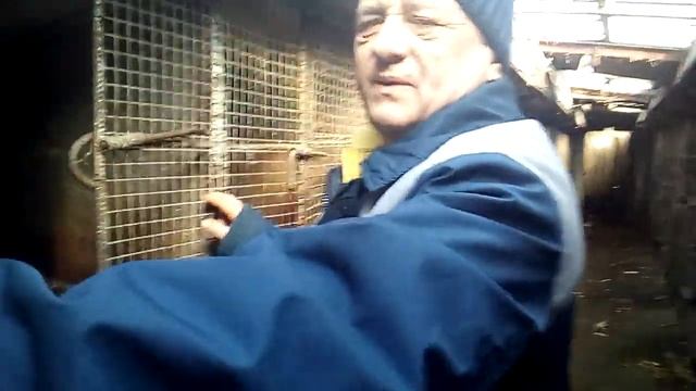 Борьба с грызунами и др.вопросы клетки,нутрии,кролики смотреть онлайн