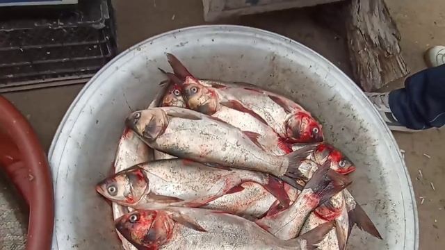 Шымбай Балык Базары. Балык 2022. Shimbay 2022. Шымбай. Рыба смотреть онлайн